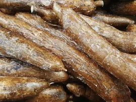 Diferencias entre harina y fécula de mandioca: todo lo que necesitas saber antes de comprar