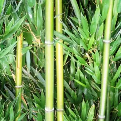 Transforma tu jardín con la elegante decoración exterior de cañas de bambú