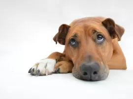 Pancreatitis en perros: causas, tratamiento y prevención