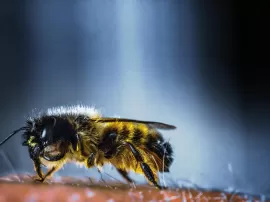 Tipos de abejorros y su impacto en el hombre: del negro peligroso al encantador amarillo.